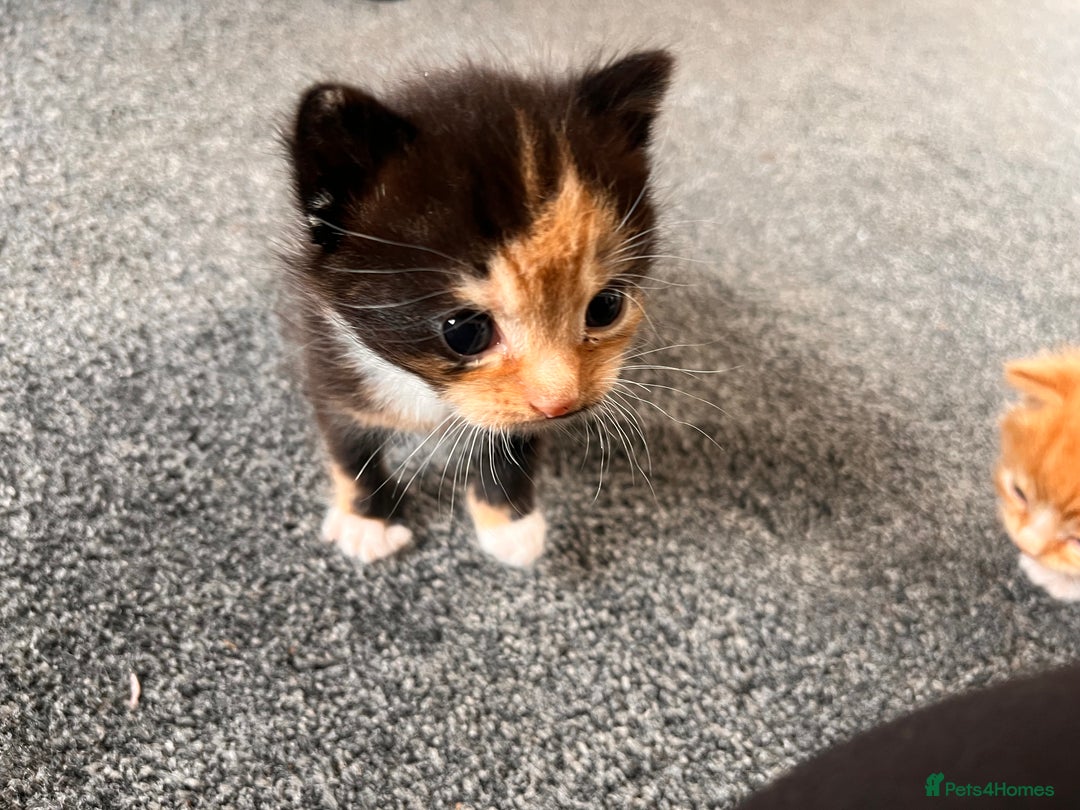 British Longhair cats for sale: 3 gorgeous long haired kittens  - Image 5