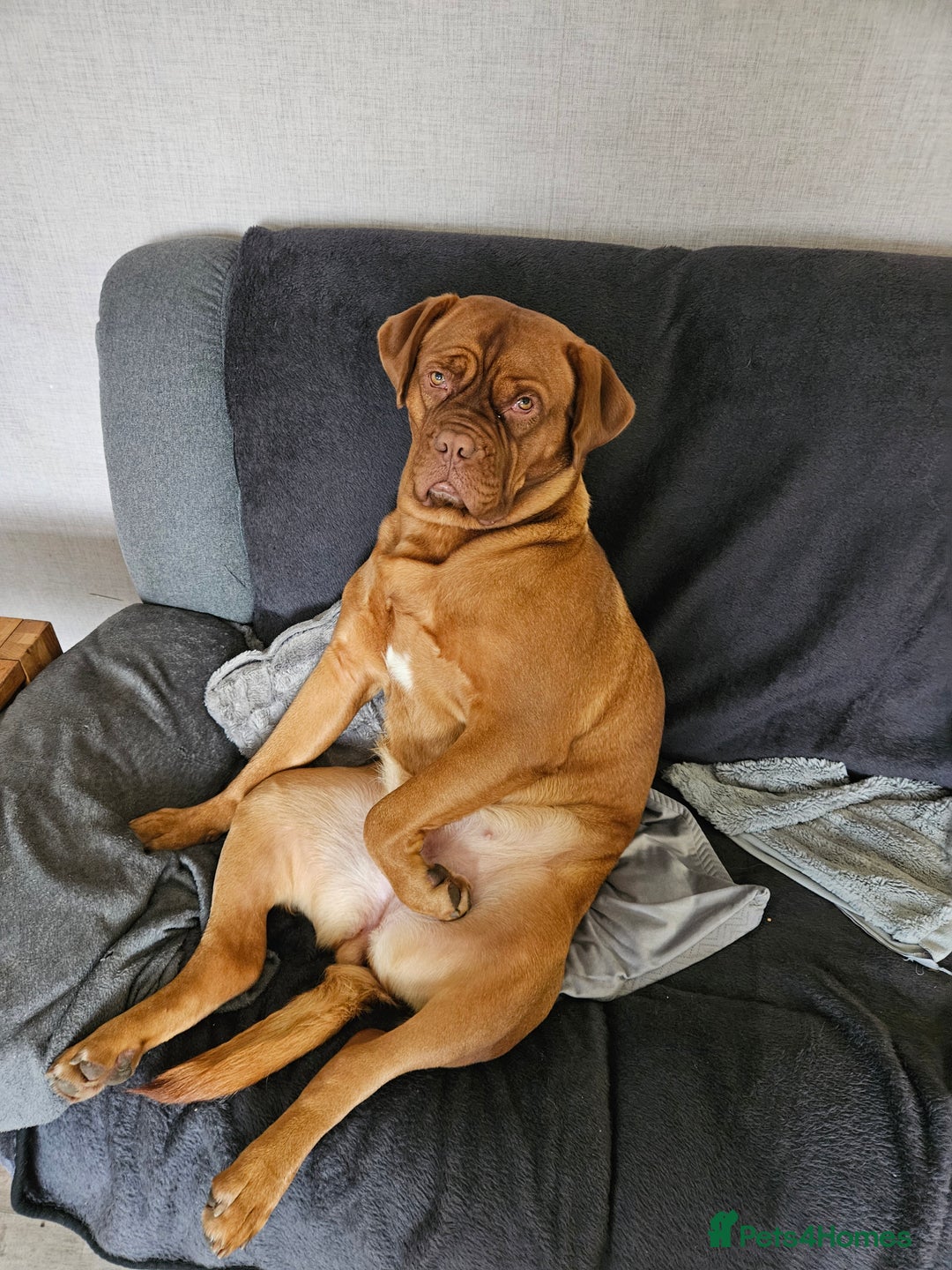 Dogue De Bordeaux dogs for sale: Dogue de bordeaux pups  - Image 10