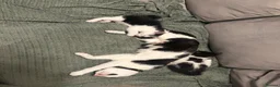 Mixed Breed cats for sale: Black and white kittens  in Walsall - Advert 2
