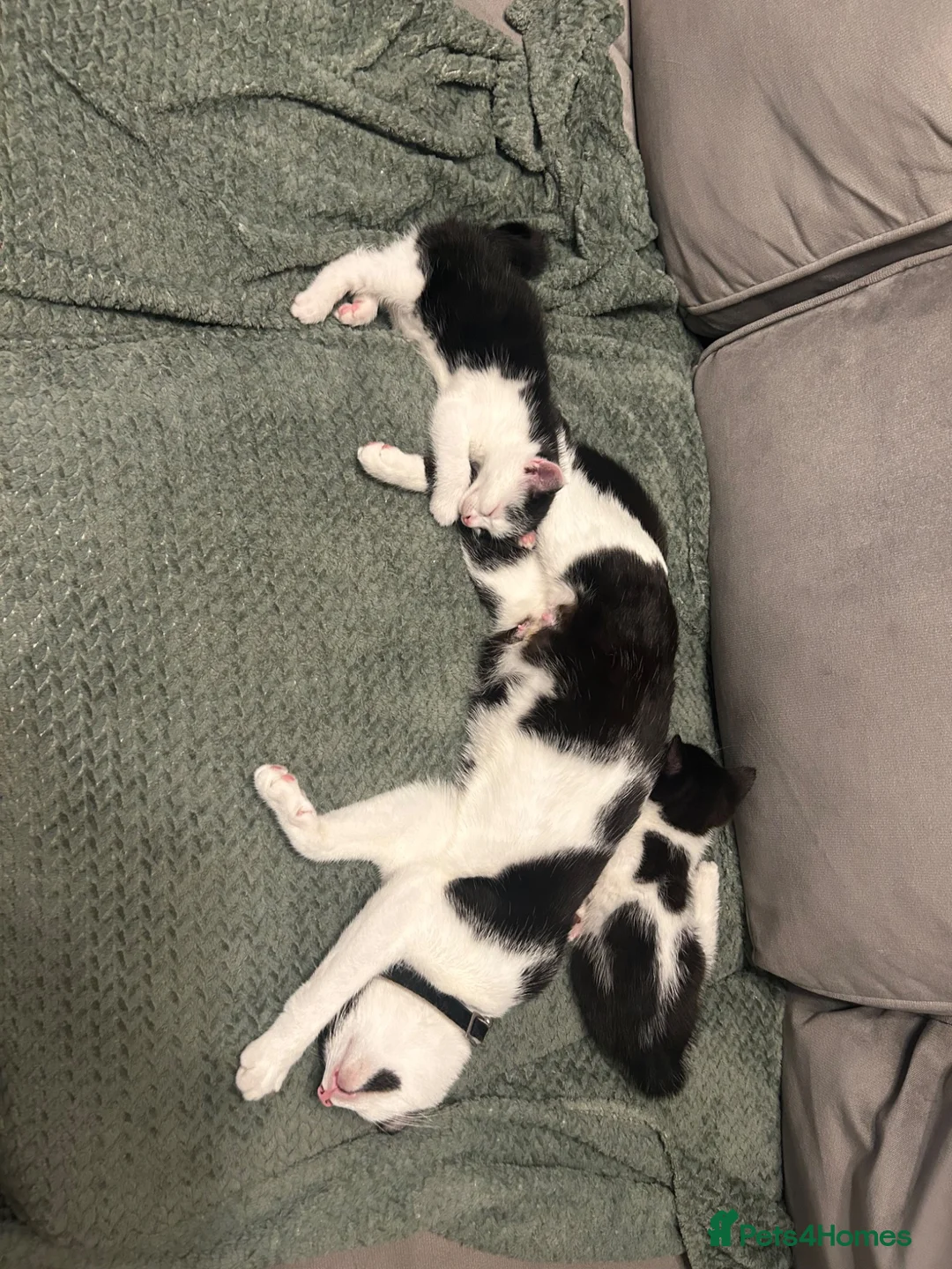 Mixed Breed cats for sale: Black and white kittens  in Walsall - Advert 2