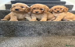 Cockapoo dogs for sale: Ready to go forever home one girl left  - Image 8