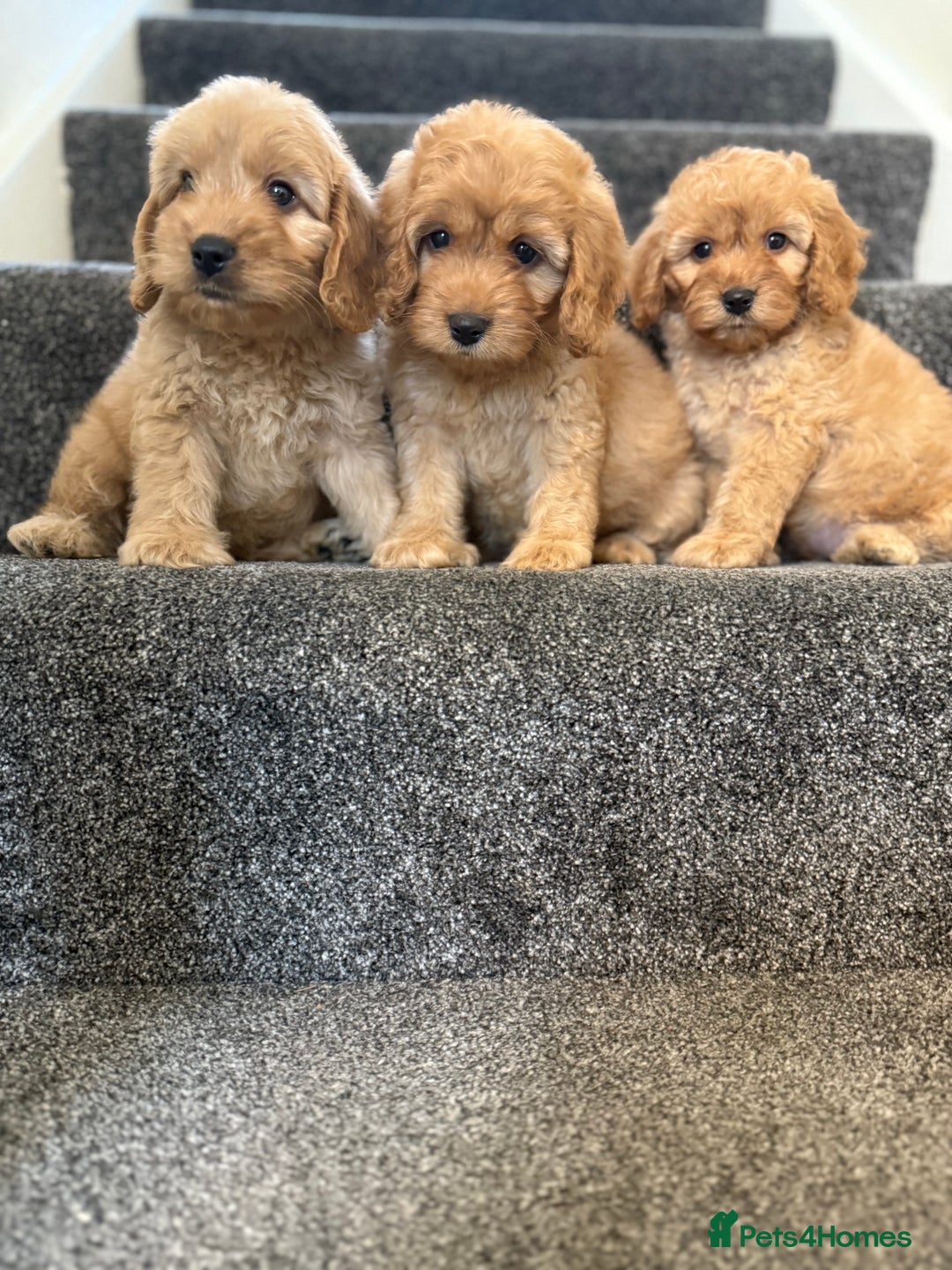 Cockapoo dogs for sale: Ready to go forever home one girl left  - Image 8