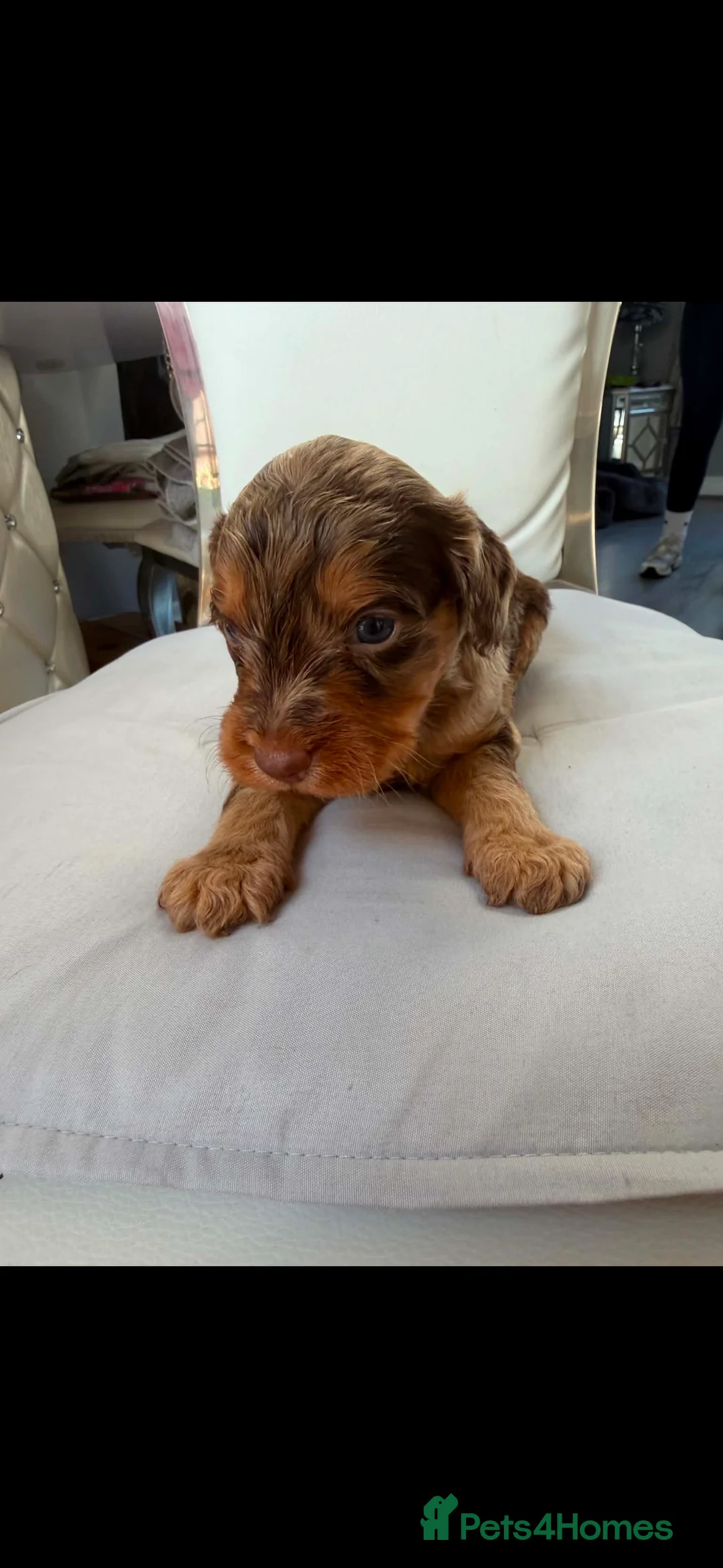 Cockapoo dogs for sale: F1BToy Cockapoo puppies 1full chocolate girl left  - Advert 11