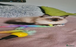 Ragdoll cats for sale: Purebred Ragdoll Boy – Needs Home ASAP - Image 2