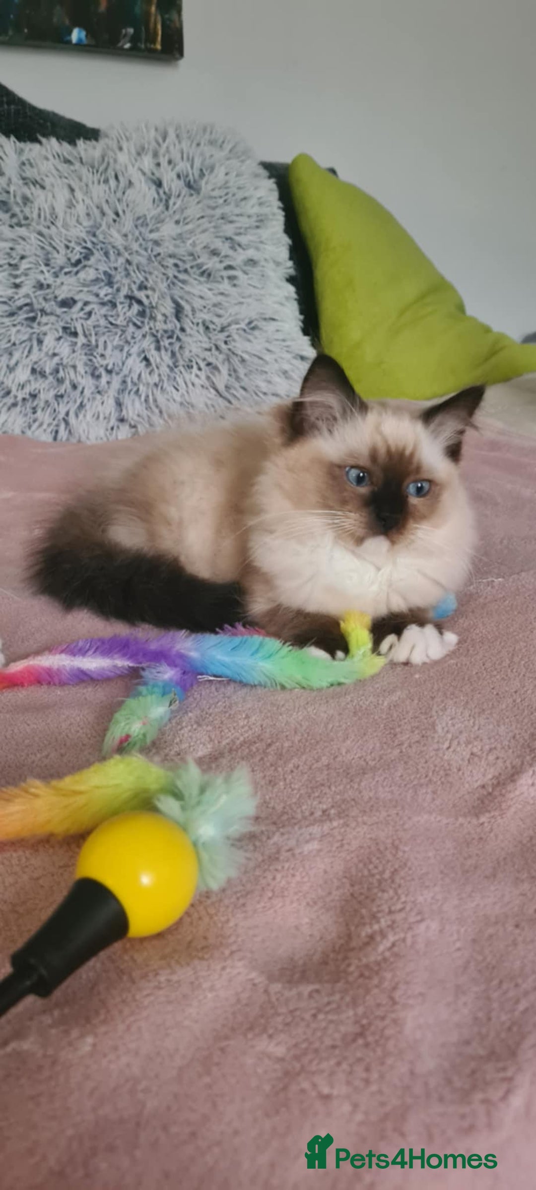 Ragdoll cats for sale: Purebred Ragdoll Boy – Needs Home ASAP - Image 2