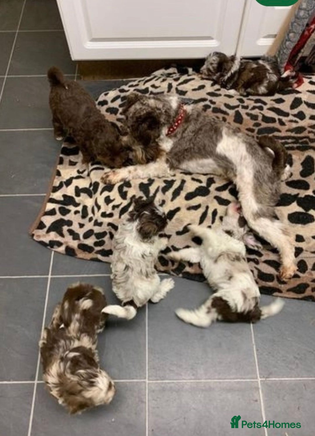 Miniature Schnauzer dogs for stud: KC Reg Choc/White Min Schnauzer MAC +BVA Clear in Coventry - Advert 17