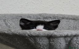 Mixed Breed cats for sale: Meet Leo: Cutest Black & White Furball ull See! - Image 2