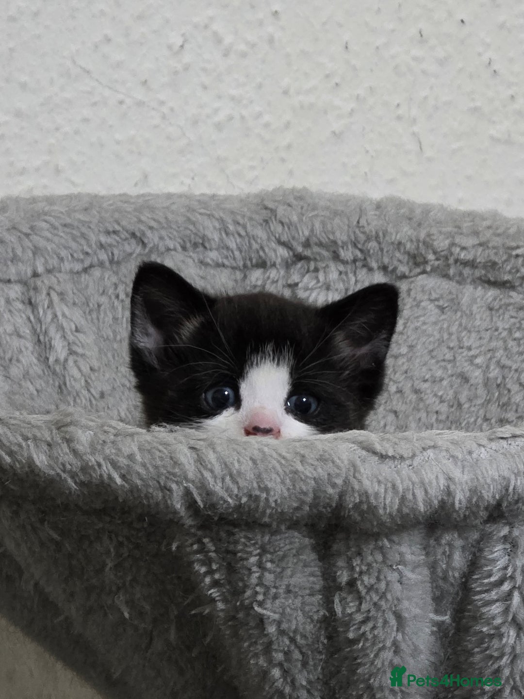Mixed Breed cats for sale: Meet Leo: Cutest Black & White Furball ull See! - Image 2