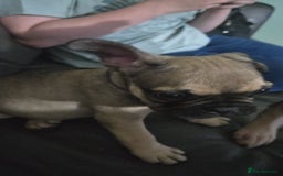 French Bulldog dogs for sale: Frenchie puppies - Image 2