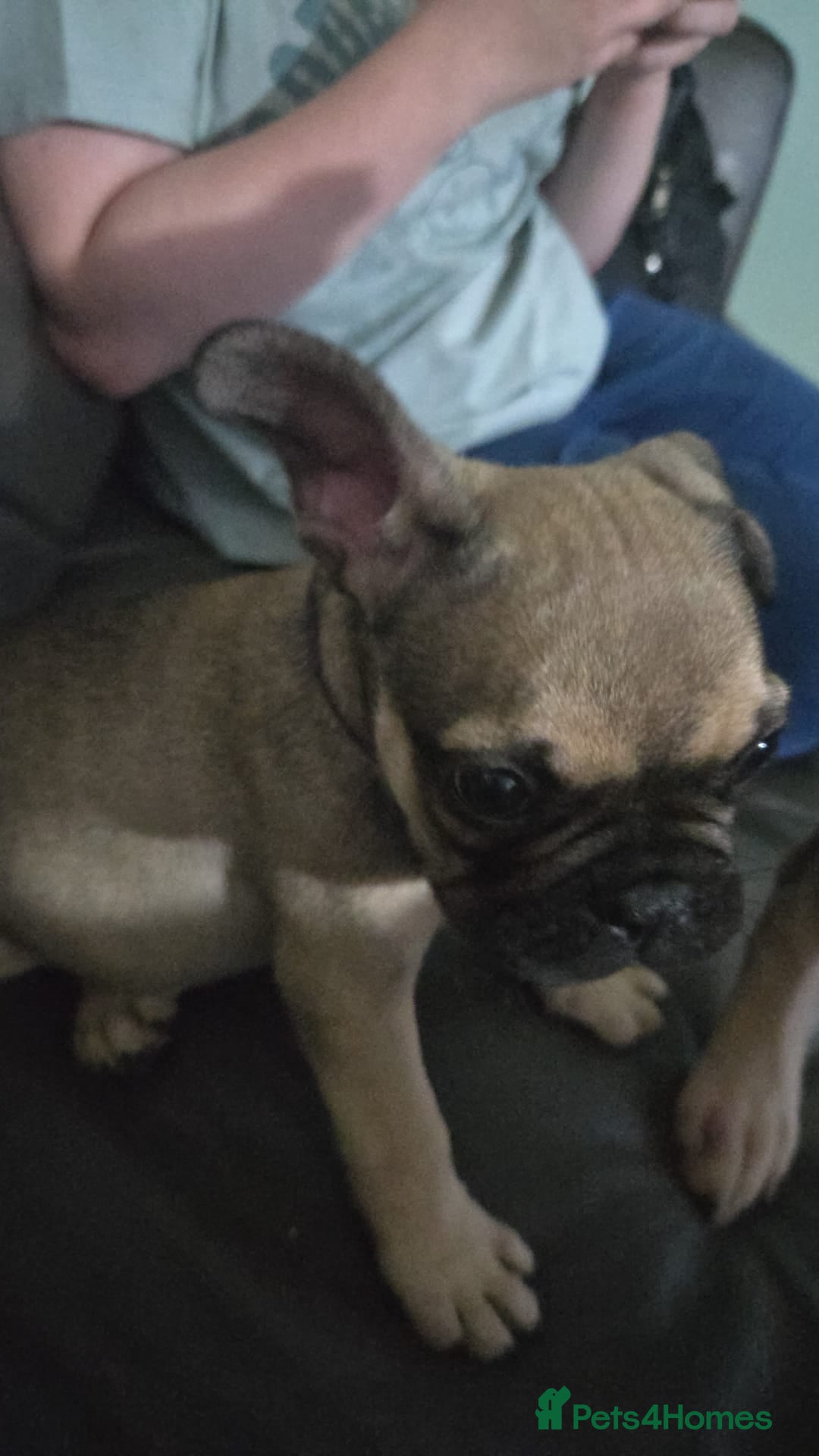 French Bulldog dogs for sale: Frenchie puppies - Image 2
