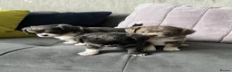 Chihuahua dogs for sale: KC LONG HAIRED CHIHUAHUA  - Advert 12