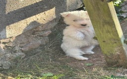 West Highland Terrier dogs for sale: West highland terrier  - Image 9