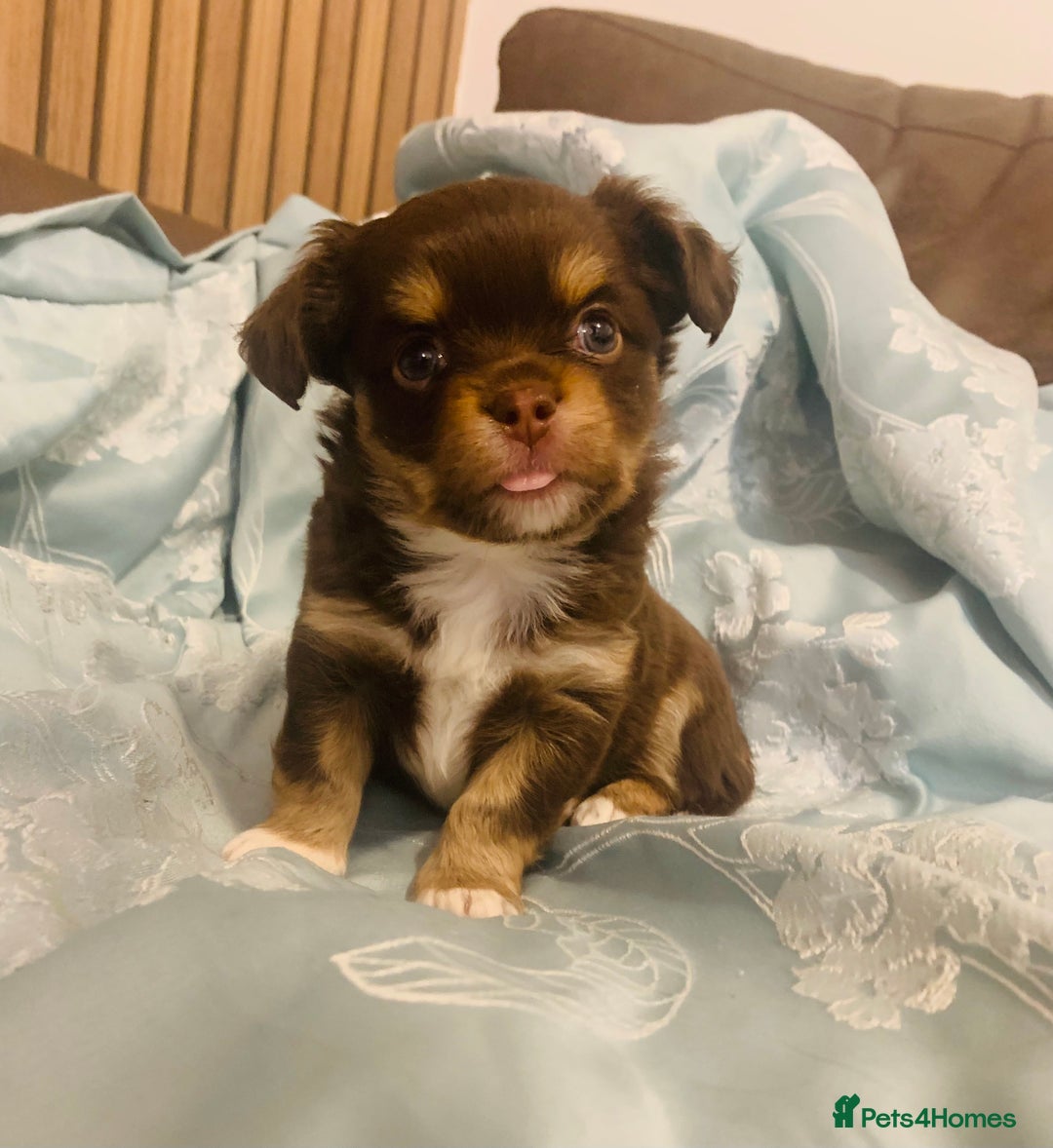 Chihuahua dogs for stud: My handsome boy for stud russian import in Durham - Advert 12