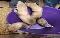 Ferret rodents for sale: Ferret Kits for Sale - Image 3