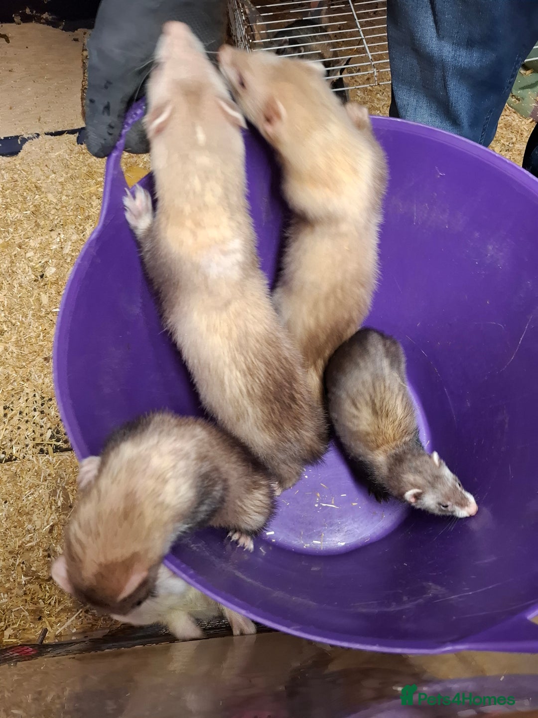 Ferret rodents for sale: Ferret Kits for Sale - Image 3