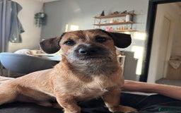 Mixed Breed dogs for sale: Dachshund x Shih Tzu for sale - Image 4