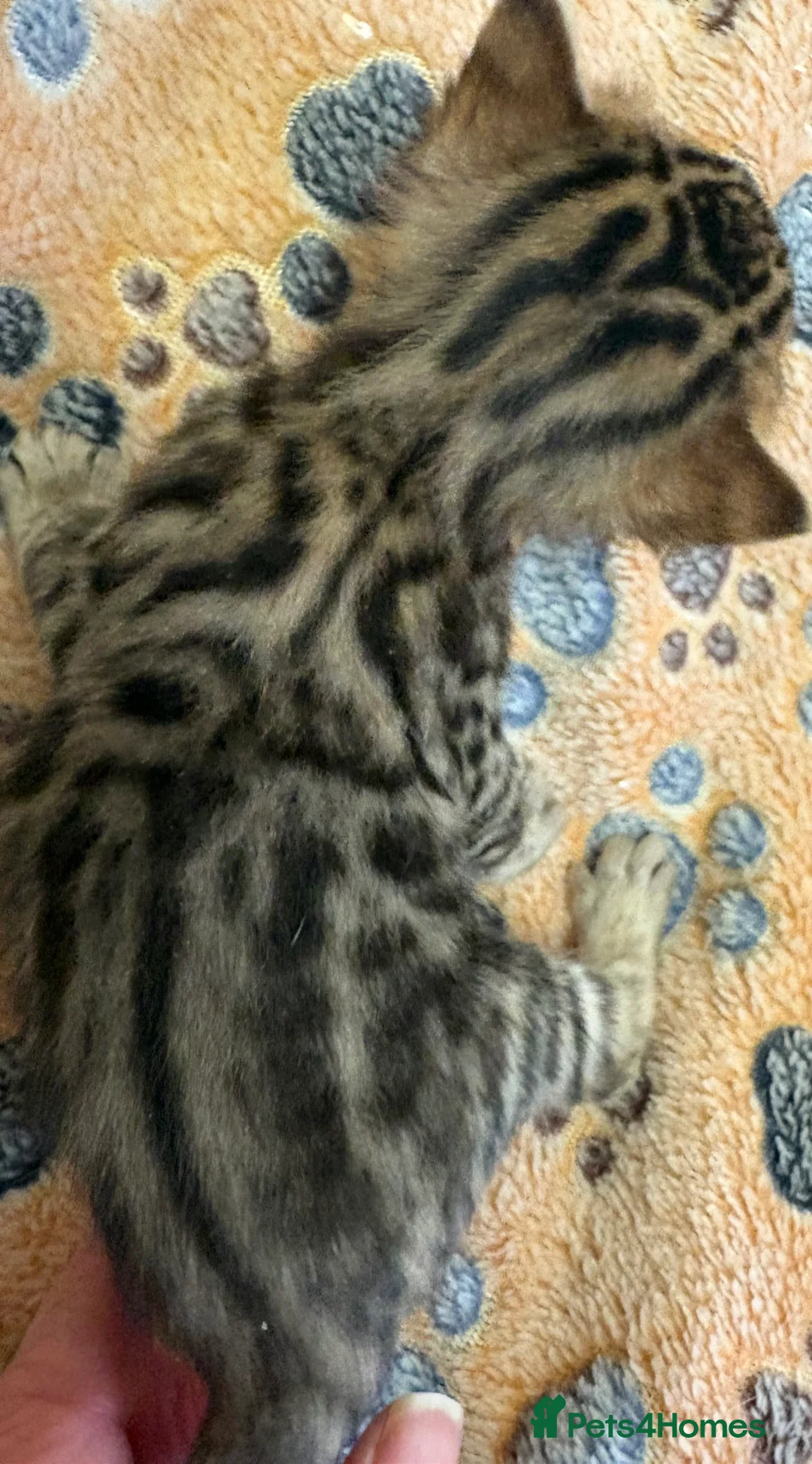 Bengal cats for sale: Stunning Tica reg Bengal kittens  - Advert 16