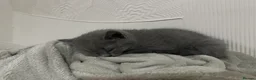 British Shorthair cats for sale: British short hair female kittens  - Advert 11