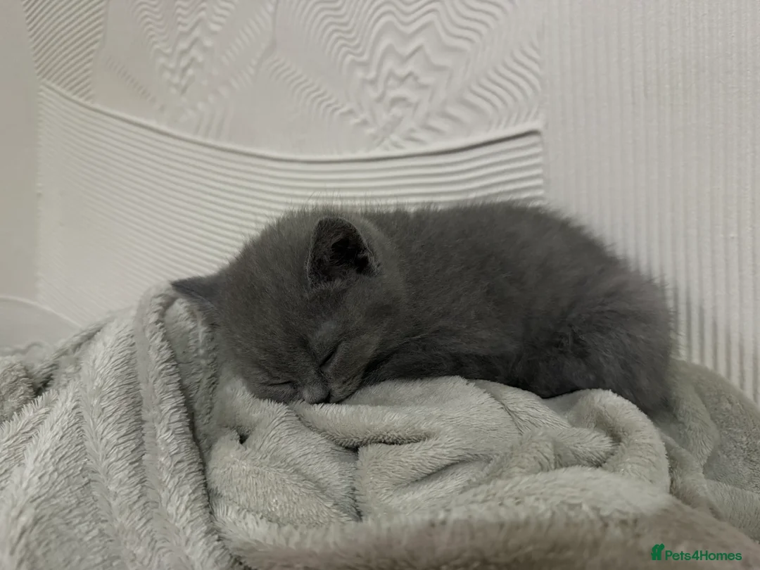 British Shorthair cats for sale: British short hair female kittens  - Advert 11