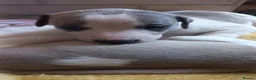 Whippet dogs for sale: 4 beautiful KC whippet puppies! - Advert 14