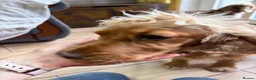 Mixed Breed dogs for adoption: ❤️SAVVY❤️ A HAPPY, AFFECTIONATE SHOW SPANIEL GIRL in Burton-on-Trent - Advert 10