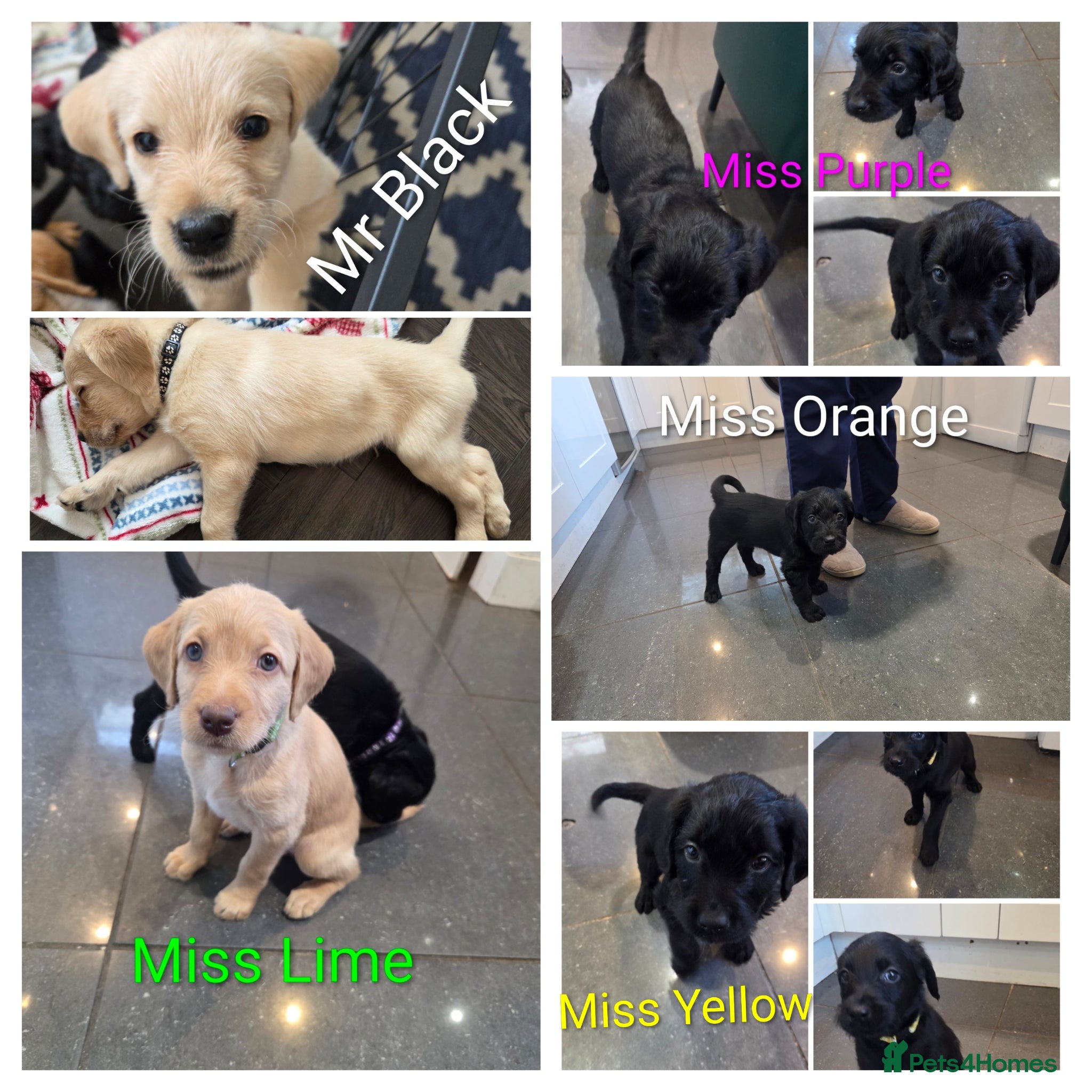 Labradoodle dogs Final Five-Labradoodle Puppies  - Advert 6