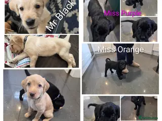 Labradoodle dogs Final Five-Labradoodle Puppies - Advert 6