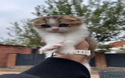Domestic Shorthair cats for sale: Adorable Scottish Fold x Domestic Hair kittens - Image 2