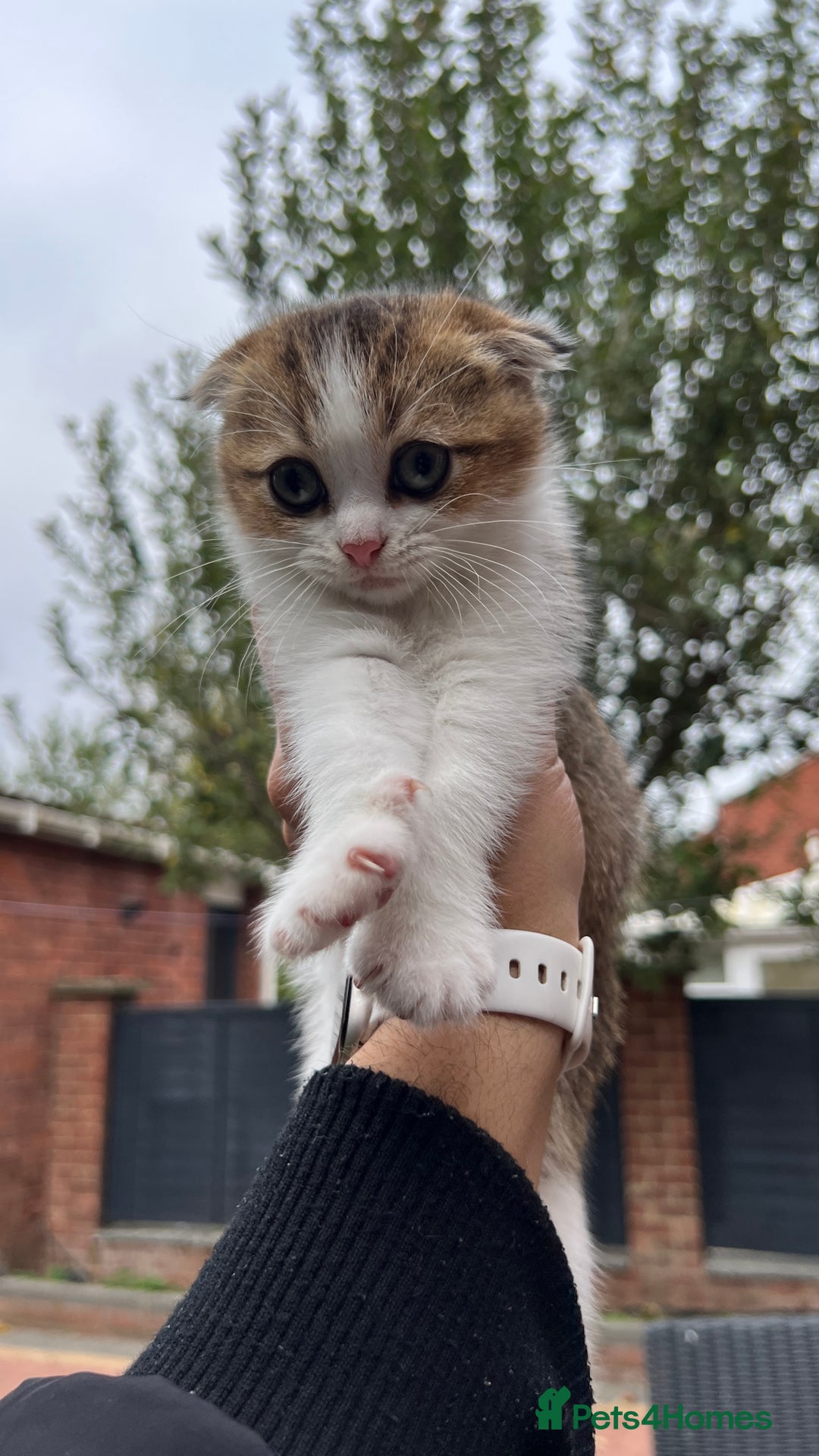 Domestic Shorthair cats for sale: Adorable Scottish Fold x Domestic Hair kittens - Image 2