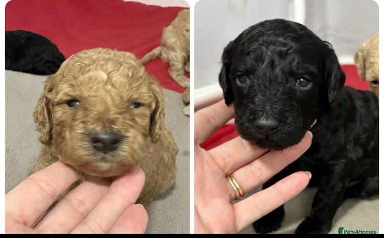 Cavapoochon dogs - Advert 12