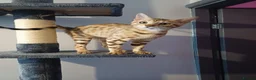 Bengal cats for sale: Sweet bengal kitten for sale - Advert 1