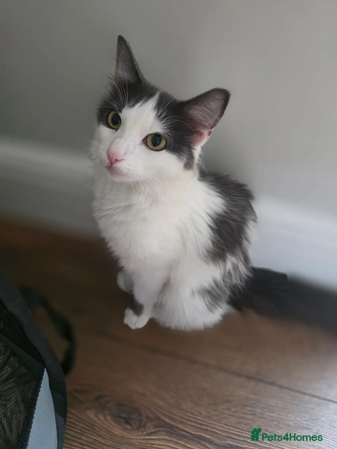 Mixed Breed cats for sale: LITTLE ROYALS READY TO FIND THEIR FOREVER HOMES 🐾 - Advert 1