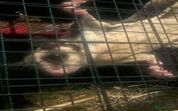 Sugar Glider rodents for sale: Male and female sugar gliders  - Image 1