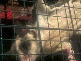 Sugar Glider rodents Male and female sugar gliders - Advert 2