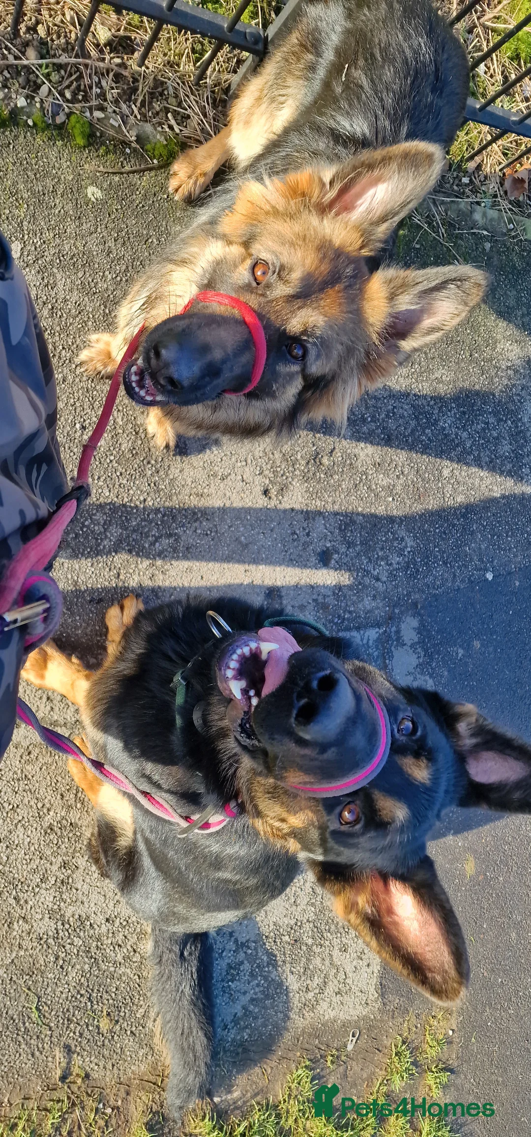 German Shepherd dogs for sale: Nearly 2 german shepherd male - Advert 8