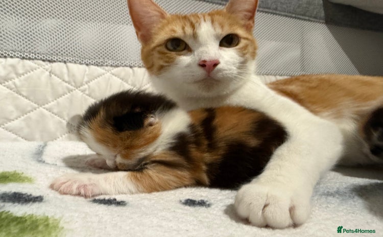 Domestic Shorthair cats - Advert 14