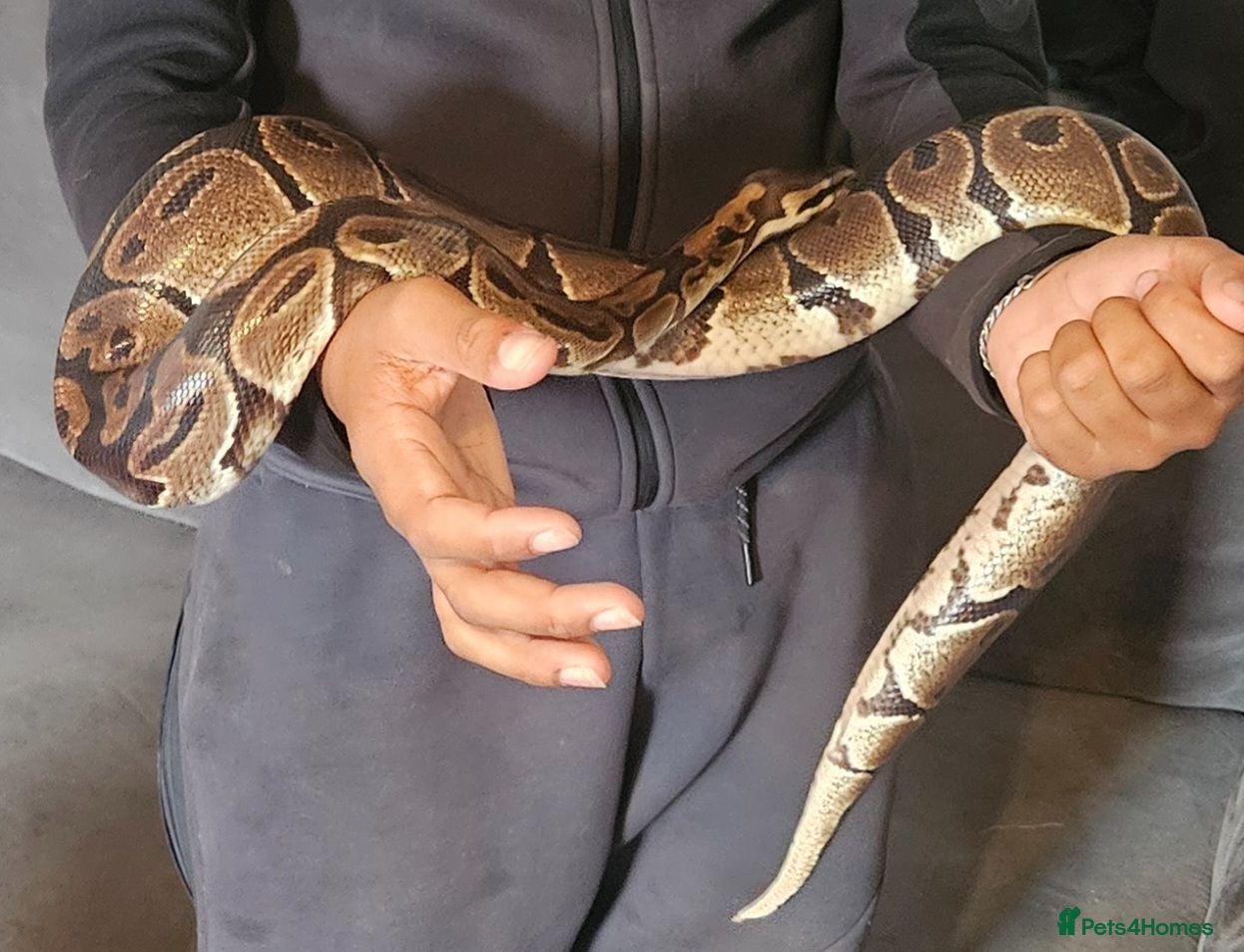 Python Snake reptiles 2 x Royal python snakes  - Advert 2
