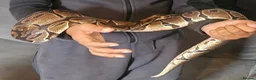 Python Snake reptiles for sale: 2 x Royal python snakes  - Advert 2