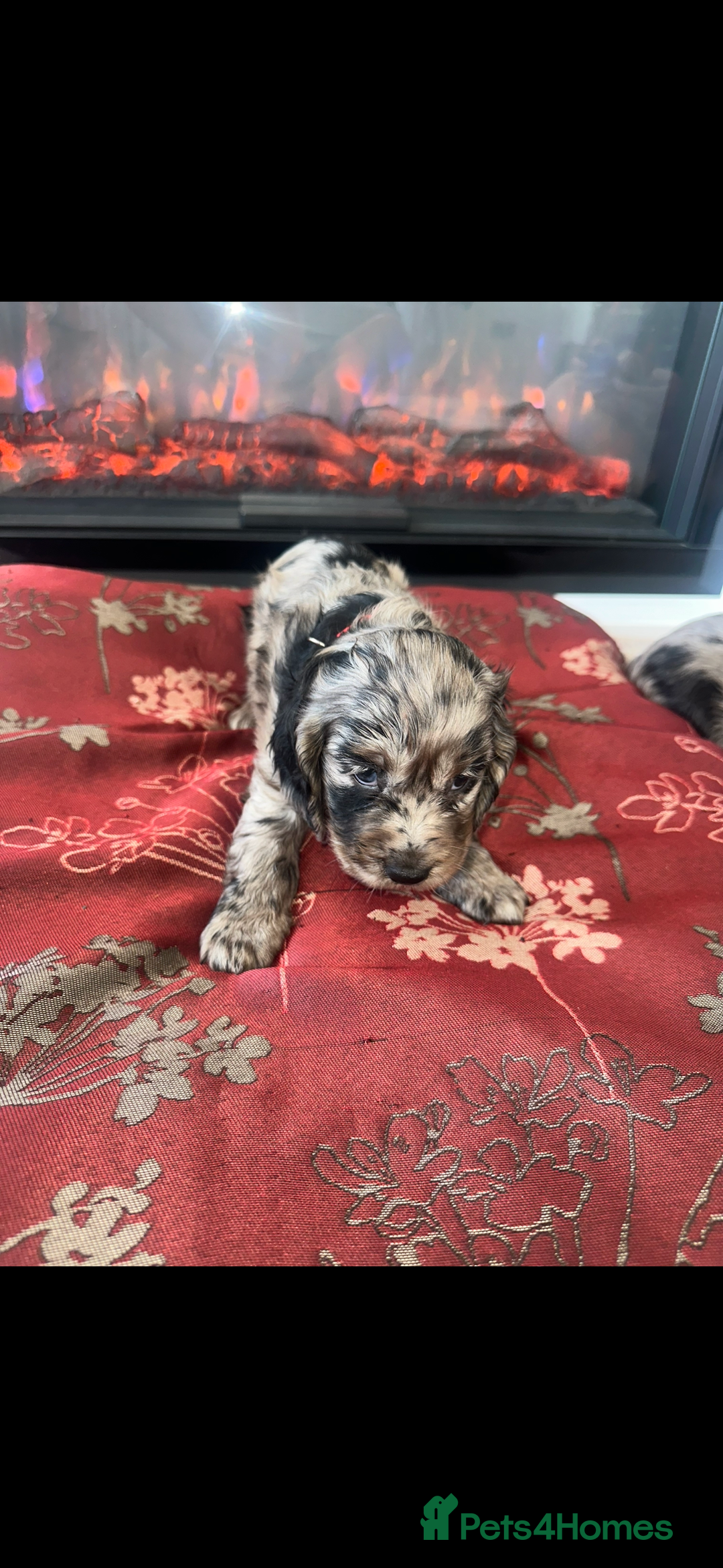 Cocker Spaniel dogs for sale: Show Cocker Spaniels Puppies For Sale - Image 5