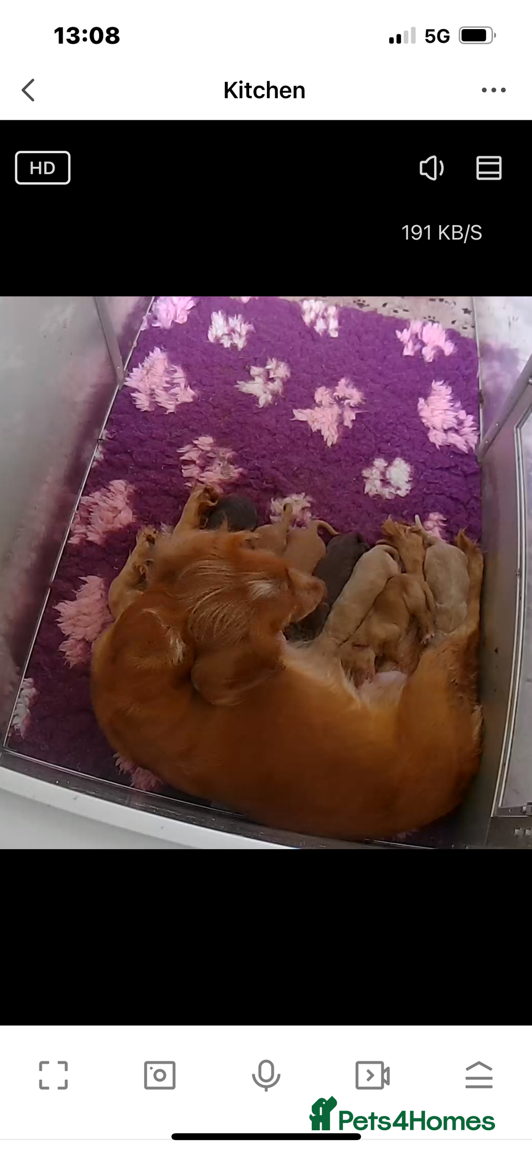 Cocker Spaniel dogs for sale: Out standing  Health tested working cockers  - Image 16