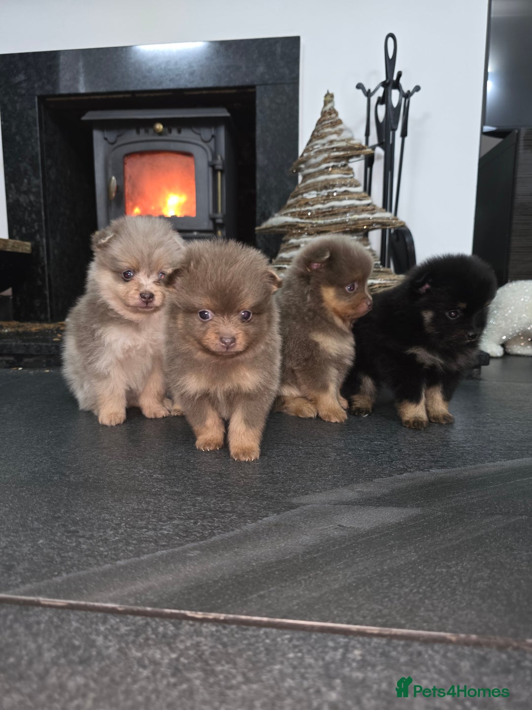 Pomeranian dogs for sale: Beautiful pomeranian puppies  - Advert 9