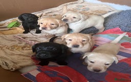 Labrador Retriever dogs for sale: Last Yellow Male available 19th Sept 2025 - Image 13