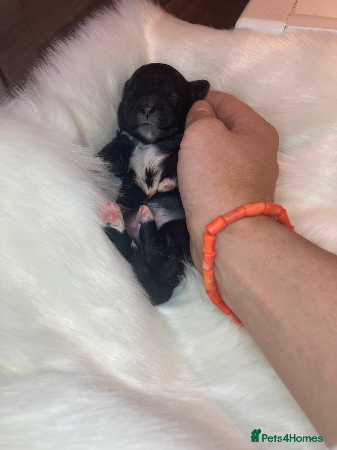 Shihpoo dogs for sale: 5 star rated Toy shihpoo puppies - Image 26
