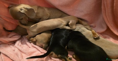 Miniature Dachshund dogs KC reg, gorgeous litter, pra clear - Advert 3