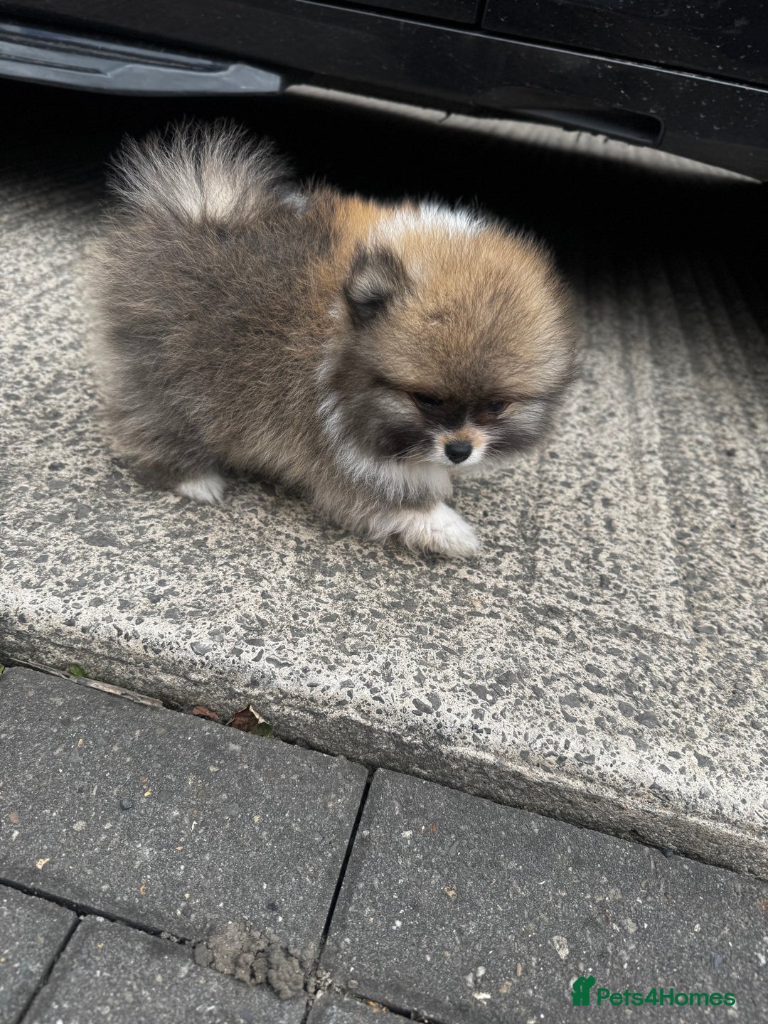 Pomeranian dogs for sale: 1 BOY 1 GIRL POMERANIAN PUPPIES AVAILABLE  - Image 2