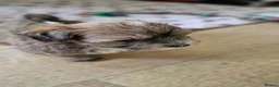 Havanese dogs for sale: Adorable puppy  - Advert 6
