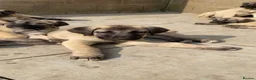 Turkish Kangal dogs for sale: Turkish Kangal puppies  - Advert 23