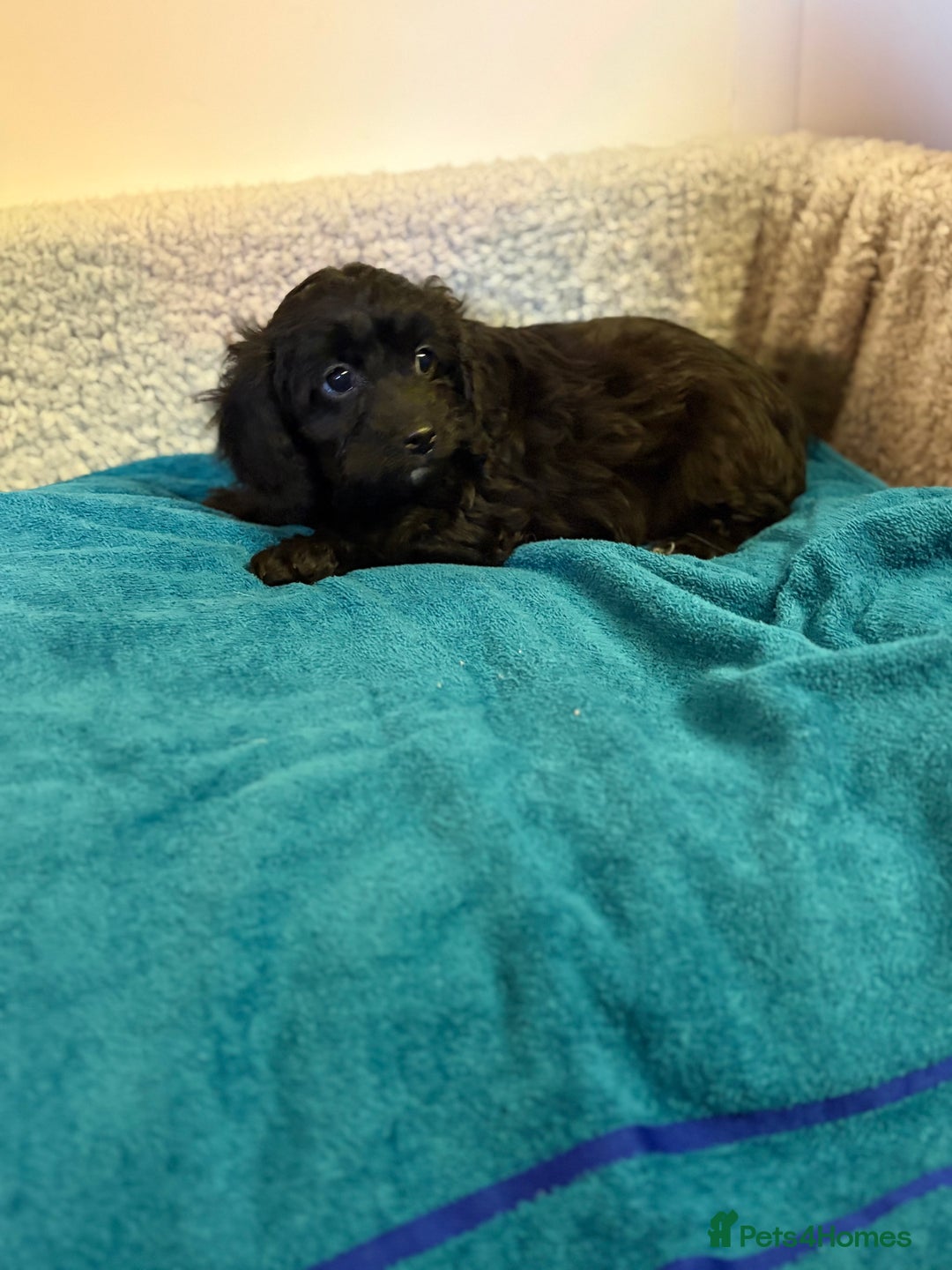 Cavapoo dogs for sale: F1 cavapoo  - Advert 16