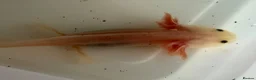 Axolotl reptiles for sale: Axolotl - Advert 13