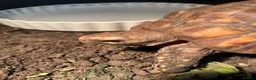 Tortoise reptiles for sale: Bells hingeback tortoise in Leeds - Advert 6
